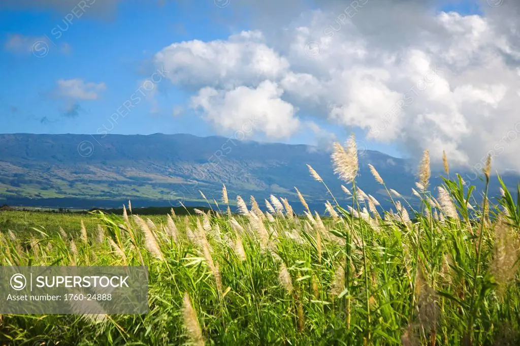 Hawaii, Maui, Haleakala in the distance, sugar cane field.