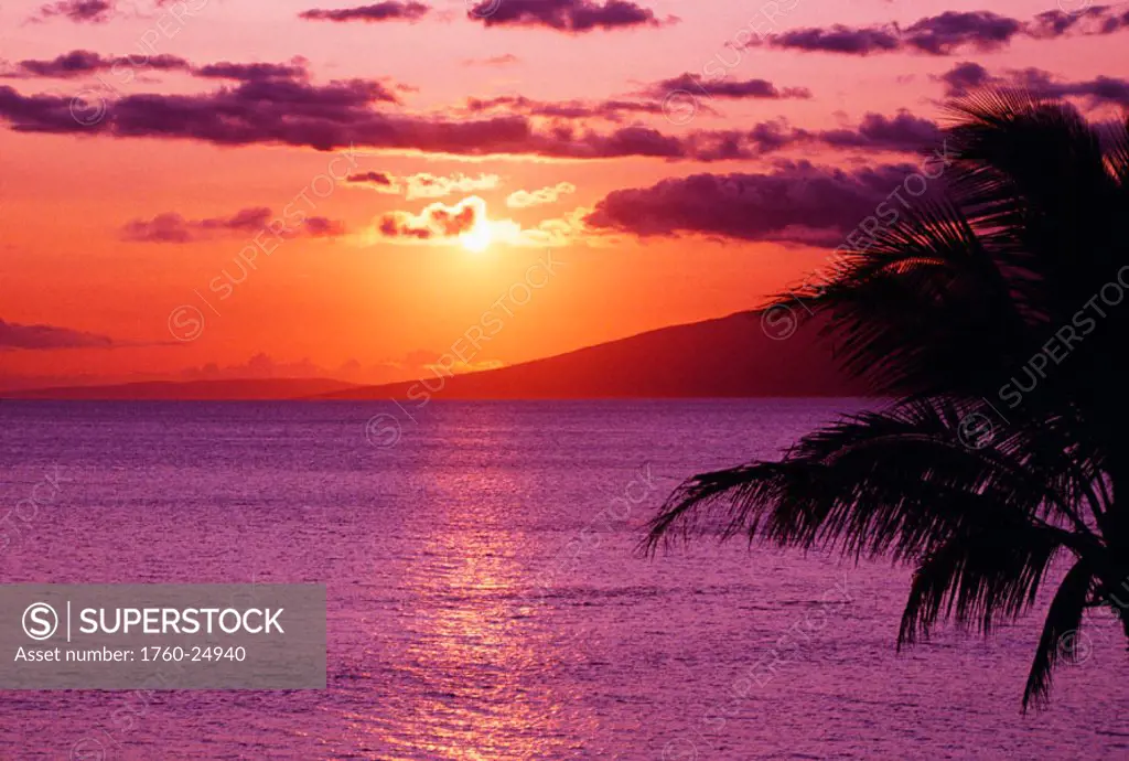 Hawaii, Maui, Beautiful tropical sunset with palm tree.
