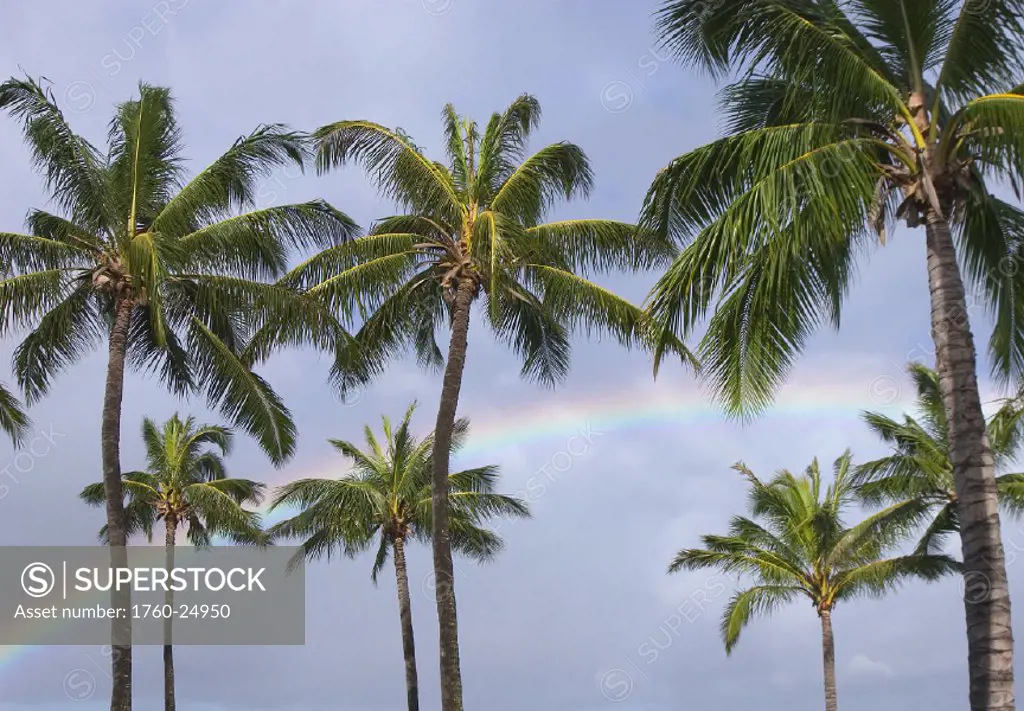 HI, Oahu, Rainbow and coconut palm trees over Pearl Harbor.