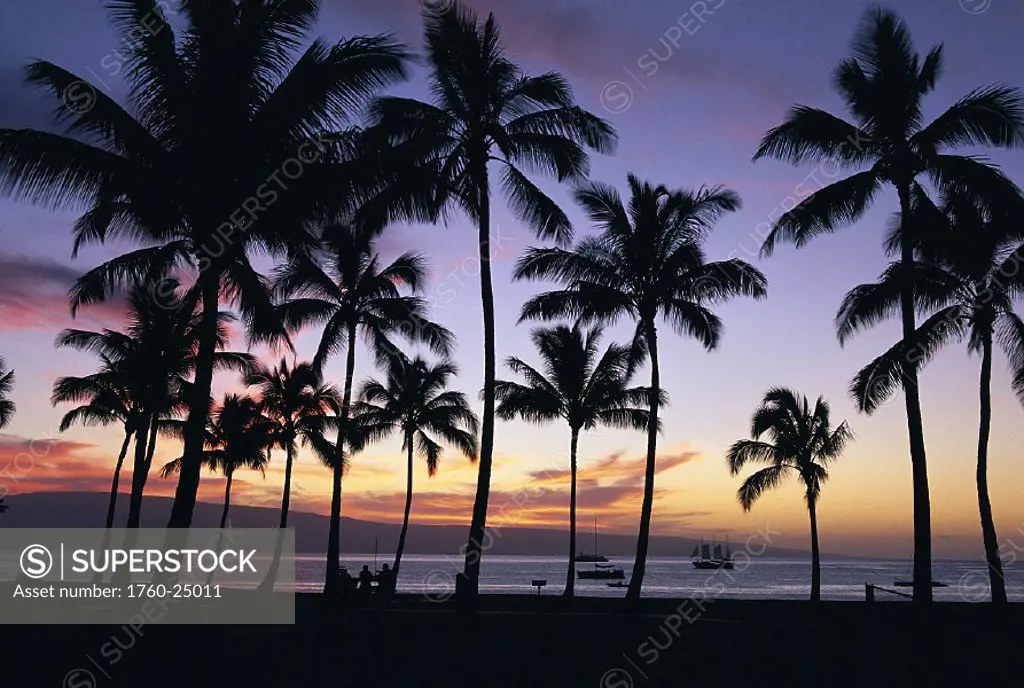 Hawaii, West Maui, Airport Park at sunset, palm trees silhouetted, tropical, ocean