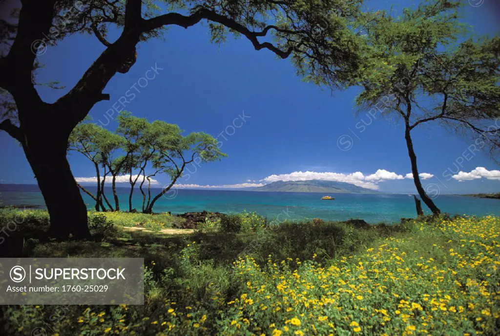 Hawaii, Maui, Makena, View of turquoise ocean through flowers and trees