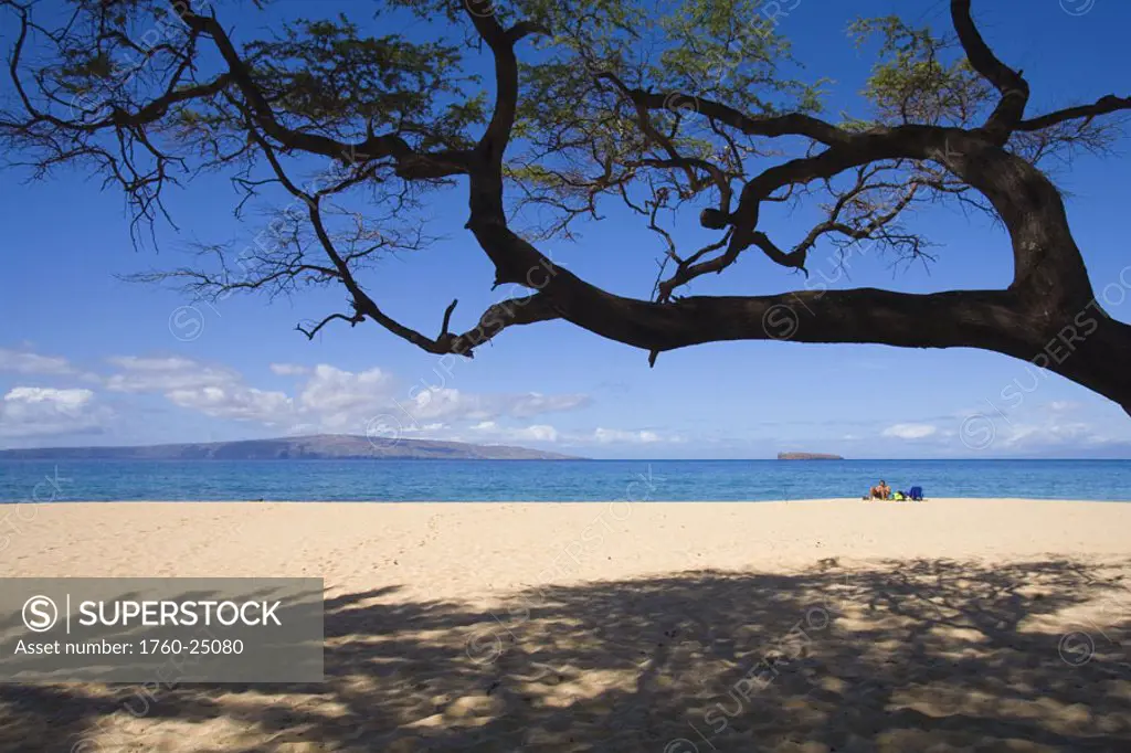 Hawaii, Maui, Makena, Big Beach, sandy beach with tree overhead and shadows on sand, vacationer sits in distance.