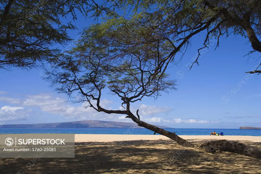 Hawaii, Maui, Makena, Big Beach, sandy beach with tree overhead and shadows on sand, vacationer sits in distance.