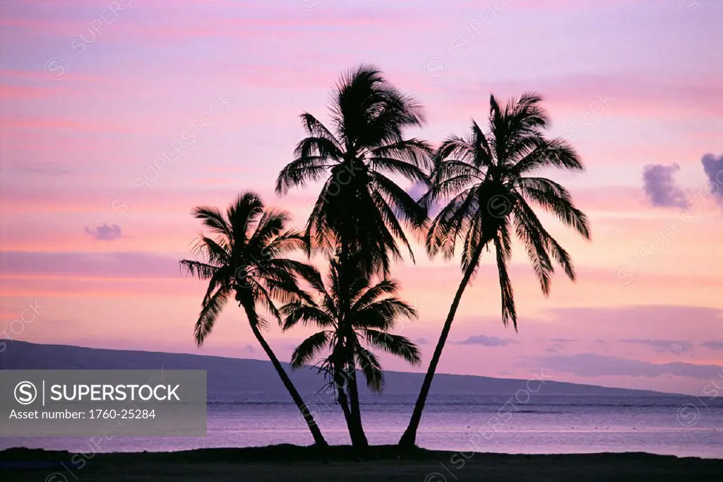 Molokai, Silhouetted palms in pink yellow purple sunset skies, Lanai in bkgd