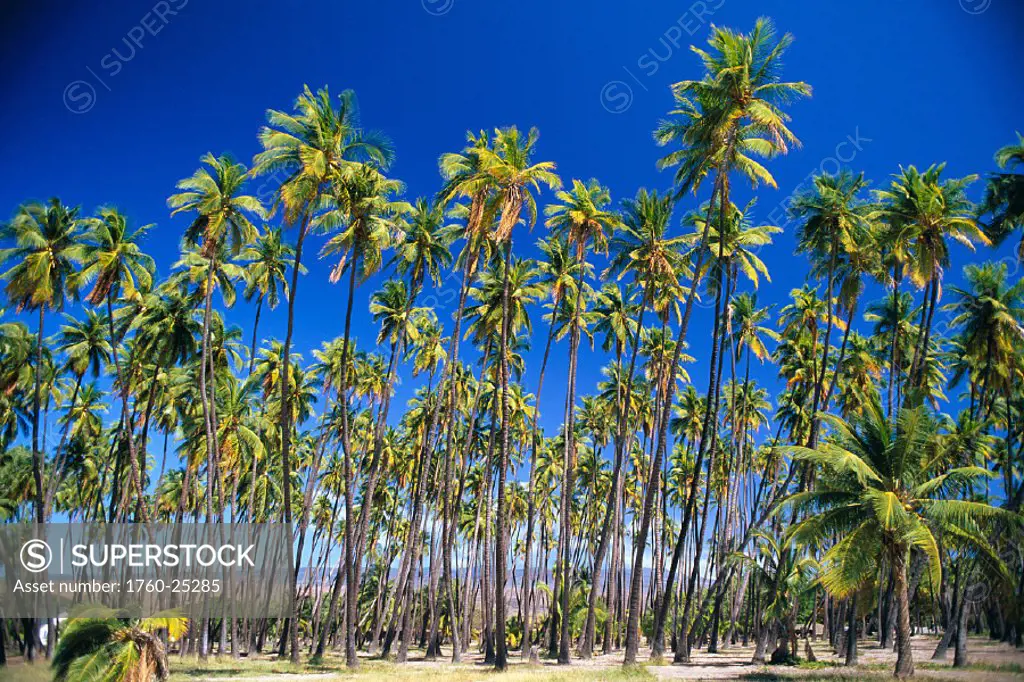 Molokai, Historic Kapuaiwa Coconut Grove, rows of trees against blue sky