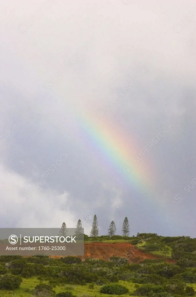 Hawaii, Molokai, Maunaloa, Molokai Ranch, Rainbow over Norfolk Island Pine Trees.