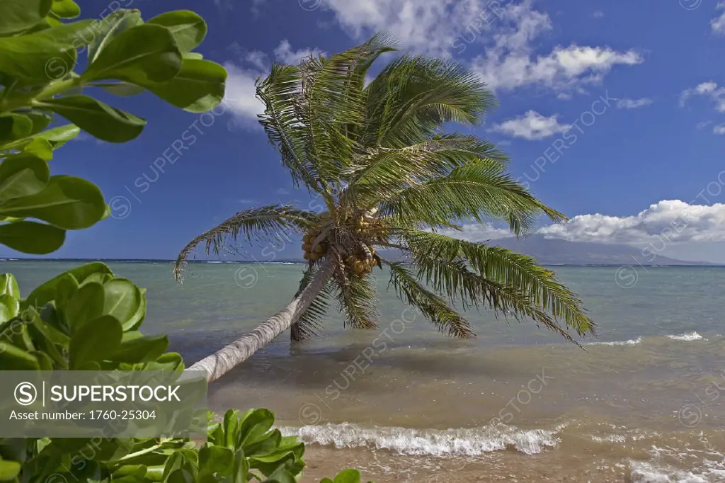 Hawaii, Molokai, Palm tree overhangs the ocean with a view of Maui in distance.