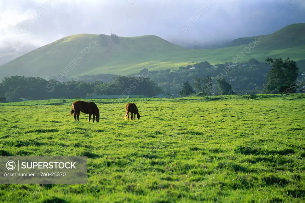 Hawaii, Waimea, Parker Ranch beautiful landscape w/ pair of horses, hills & misty sky
