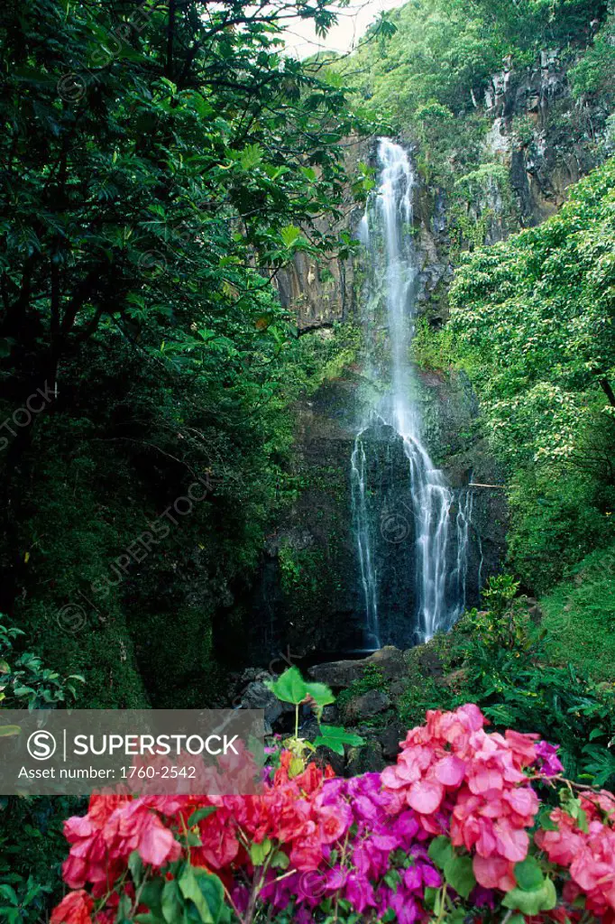 Maui, Wailua waterfall and rainforest, bougainvillea in foreground B1605