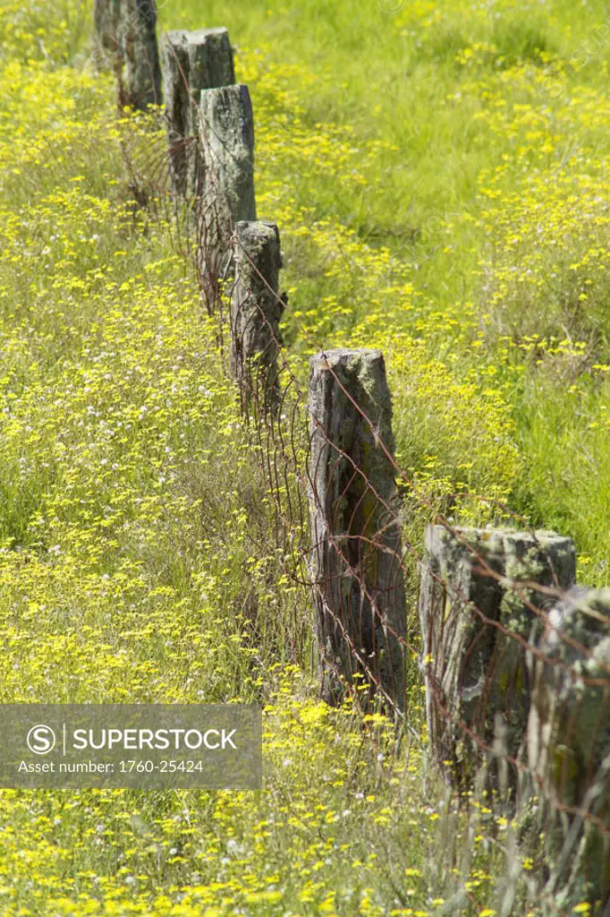 Hawaii, Big Island, Kohala Mountains, Parker Ranch, field of yellow wildflowers with a fence running through it.
