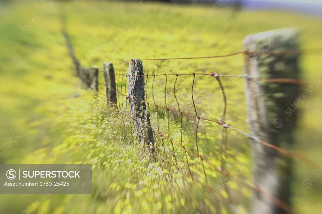 Hawaii, Big Island, Kohala Mountains, Parker Ranch, field of yellow wildflowers with a fence running through it.