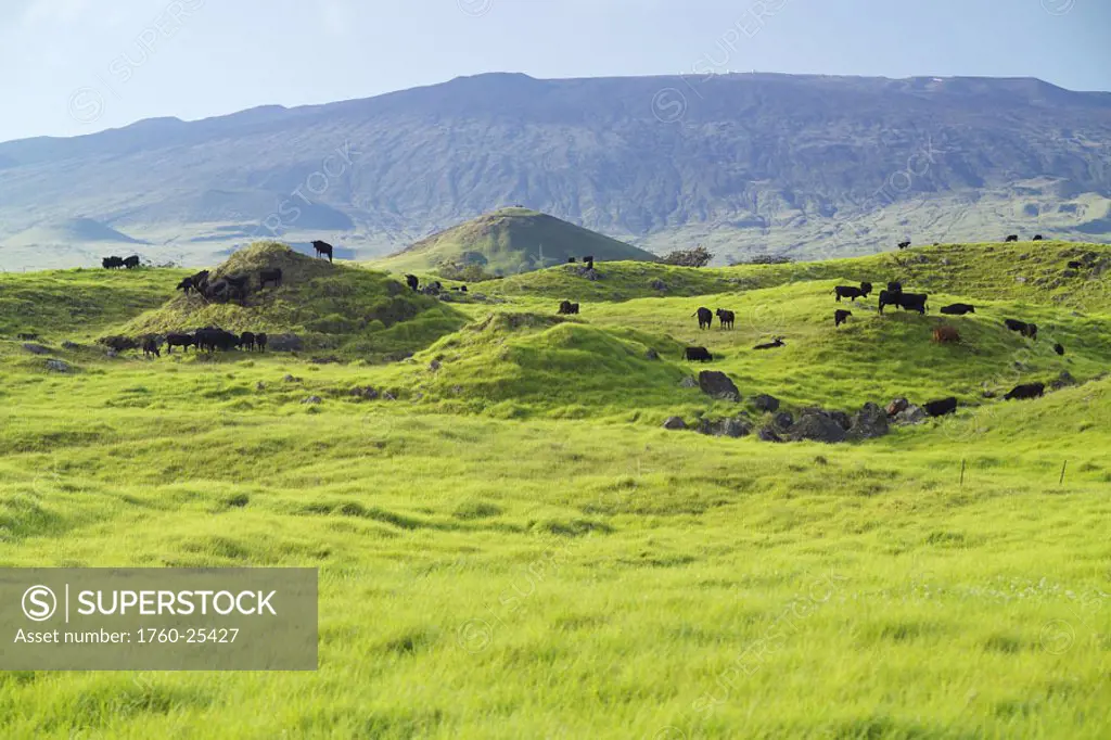 Hawaii, Big Island, Waimea, Parker Ranch, Cattle graze on the lower slopes of Mauna Kea.