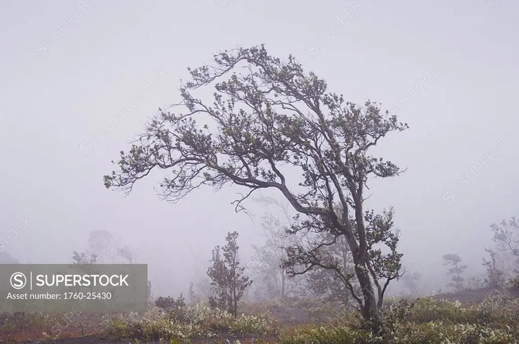 Hawaii, Big Island, Hawaii Volcanoes National Park, Crater Rim Road, Ohi´a lehua tree in fog
