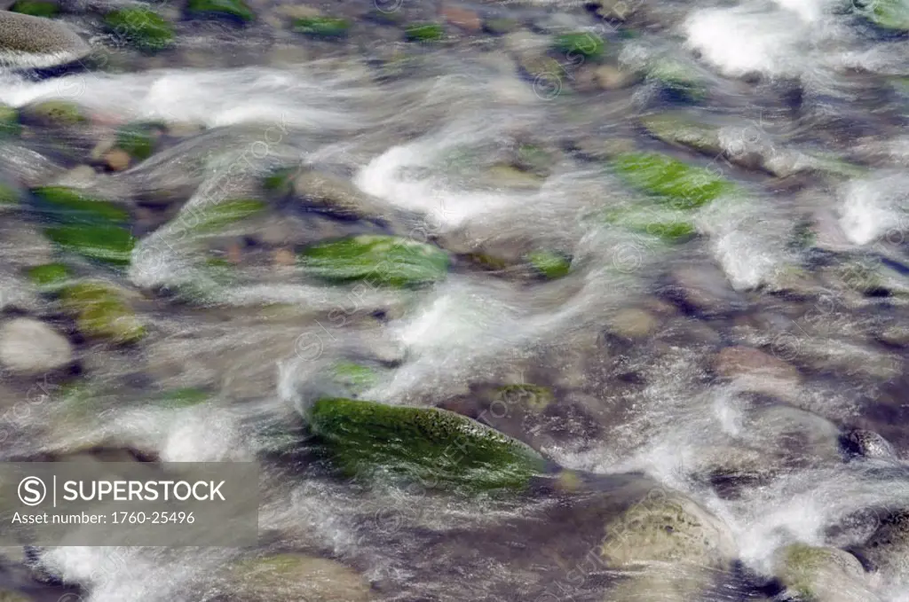 Hawaii, Big Island, Hamakua Coast, Waipio Valley, stream rushing over mossy rocks.