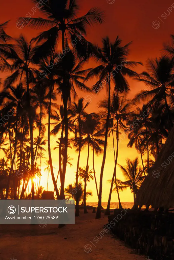 Hawaii, Big Island, Pu´uhonua O Honaunau National Historical Park, Halau at sunset silhoette of palm trees.