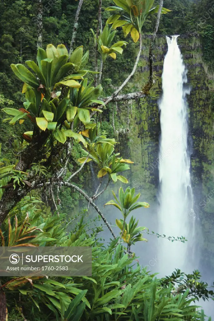 Hawaii, Big Island, Akaka Falls surounded by Ti-leafs and greenery.