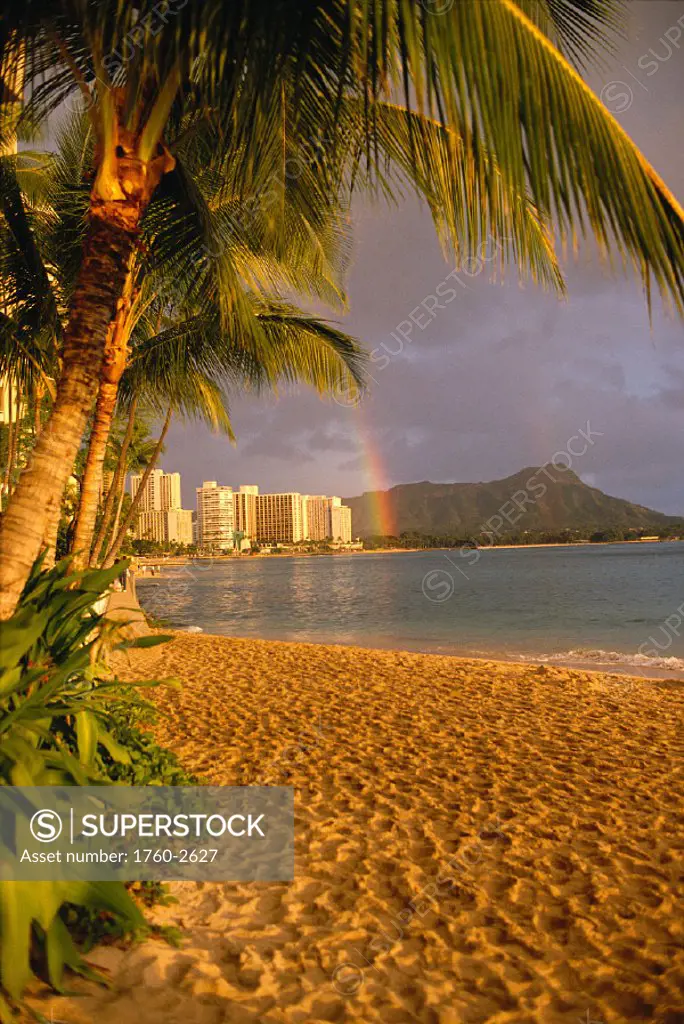 Oahu, Waikiki Beach in after noon light, palms foreground rainbow nr Diamond C1552 Head