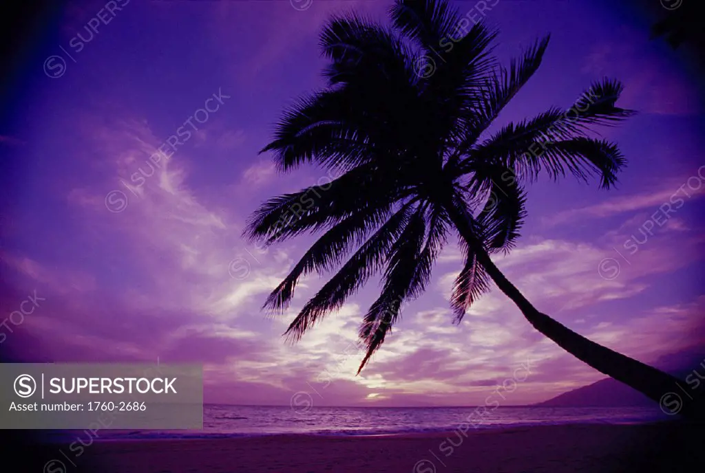 Maui Kamaole Beach @ twilight w/ purple pink sky, palm tree silhouetted D1554 Kihei