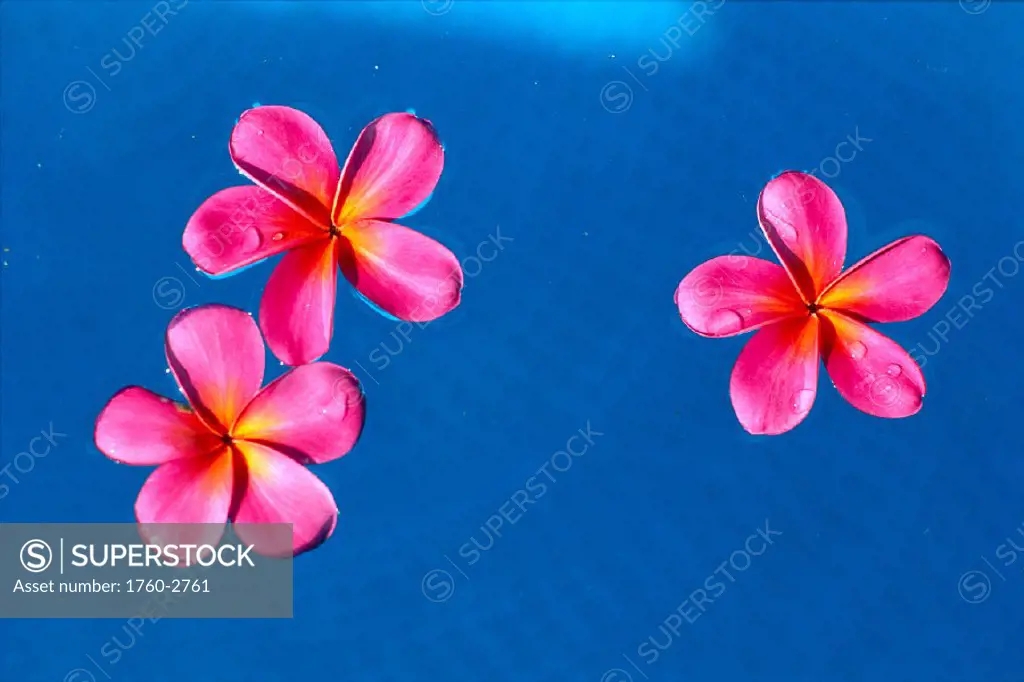Red plumeria flowers floating on water surface B1586