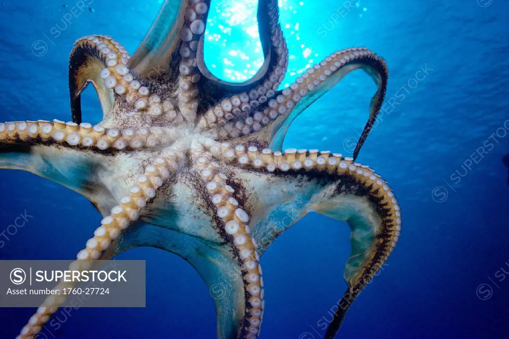 Hawaii, Day Octopus in midwater, underside (Octopus cyanea) w/ sun shining thru