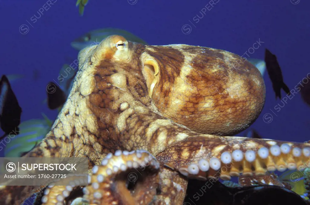 Hawaii, Octopus cyanea, daytime close-up
