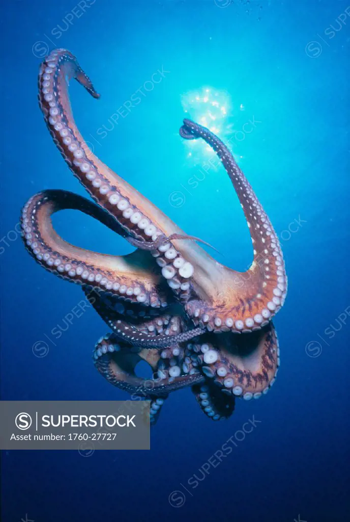 Micronesia, Palau, Common Reef Octopus underside view w/ sunburst (Octopus cyanea)