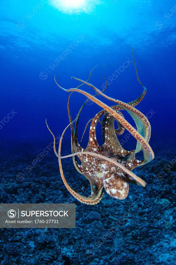 Hawaii, Day octopus (Octopus cyanea) floating to reef bottom, sunburst
