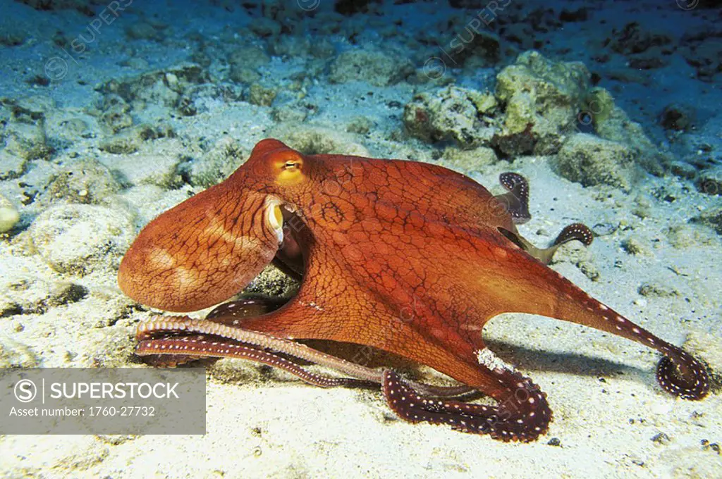 Hawaii, Day Octopus Octopus cyanea on ocean floor