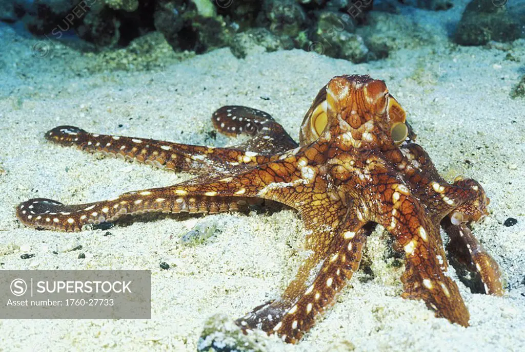 Hawaii, Day Octopus Octopus cyanea on sandy ocean floor