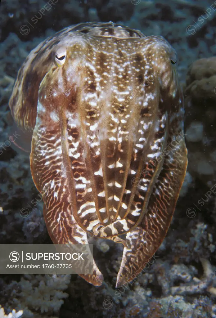 Palau, Broadclub cuttlefish (Sepia latimanus) close-up detail of front