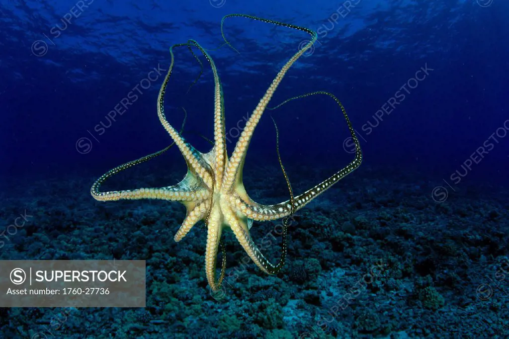 Hawaii, underside view of day octopus (Octopus cyanea) in blue ocean over reef