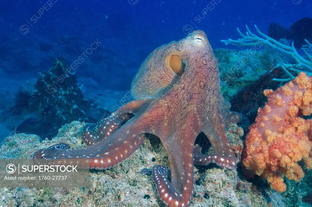 Fiji, Closeup of day octopus (Octopus cyanea) on coral reef, side view