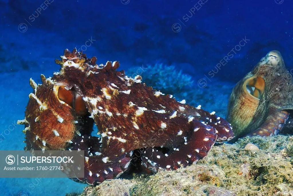 Fiji, Pair of day octopus Octopus cyanea on coral