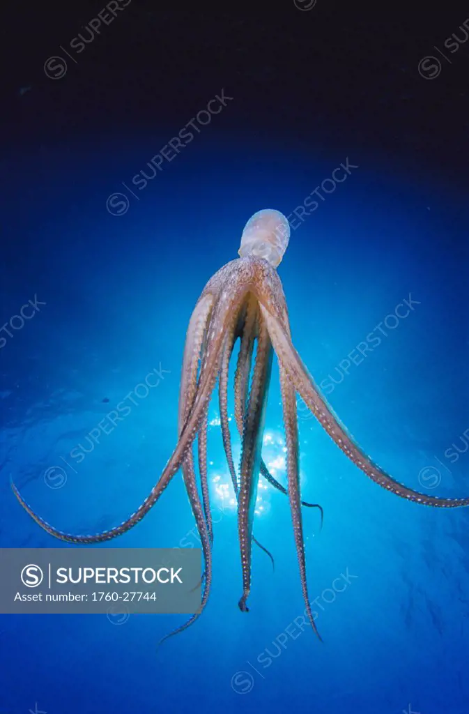 Hawaii, day octopus midwater heading downward w/ sunburst (Octopus cyanea)