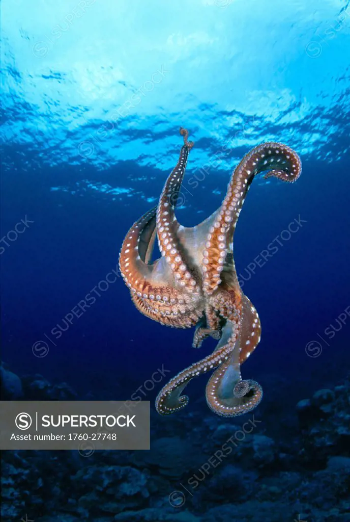 Micronesia Kosrae underside vu of day octopus w/ surface visible (Octopus cyanea)