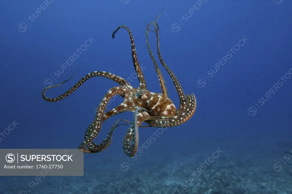 Hawaii, Day octopus (Octopus cyanea) female eight armed cephalopod propels through the sea.
