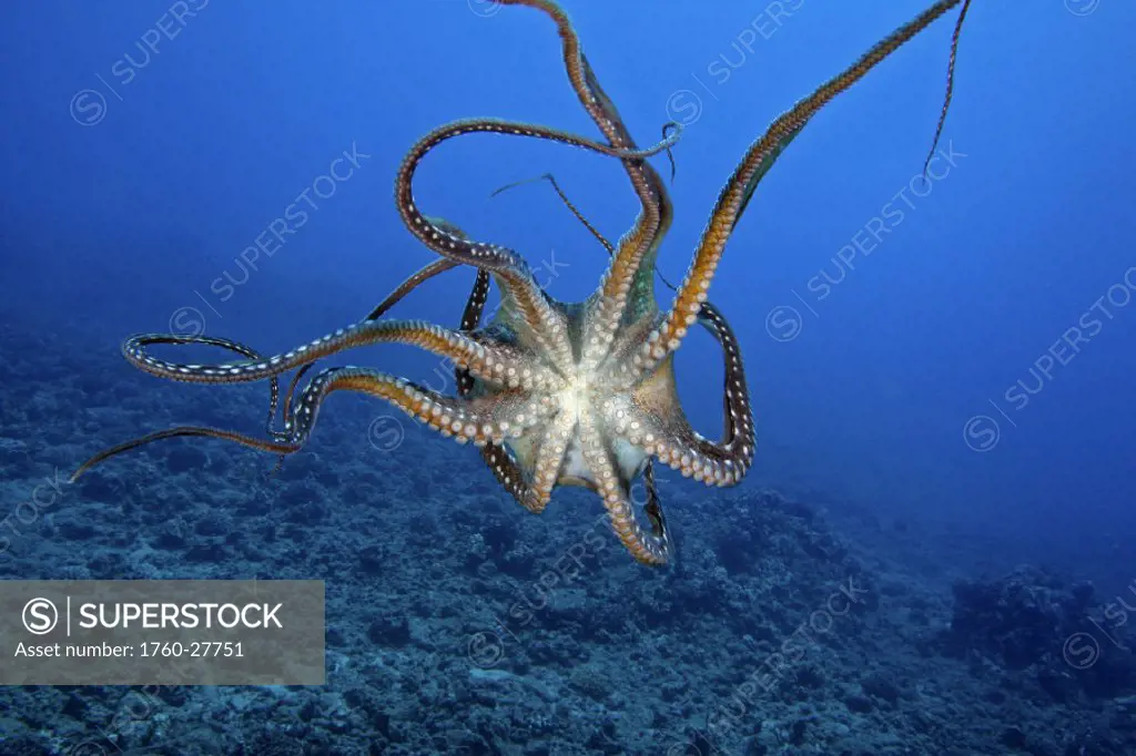 Hawaii, Day octopus (Octopus cyanea) the underside of an eight armed cephalopod.