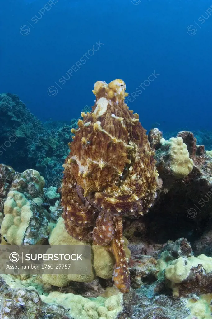 Hawaii, Octopus cyanea diguising itself as a part of the coral reef.