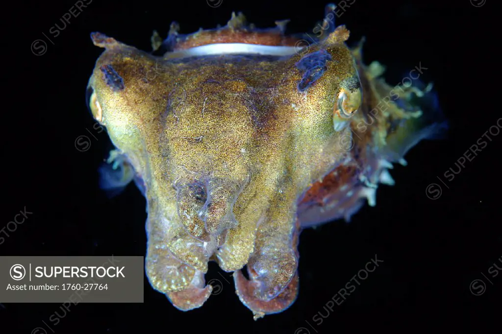 Indonesia, Pura, Papuan cuttlefish, in dark water