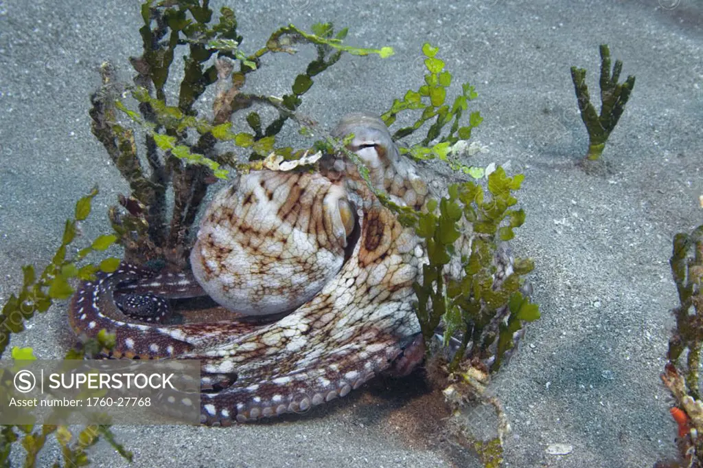 Hawaii, Day octopus (Octopus cyanea) hiding in calcareous halimeda algae (Halimeda opuntia)