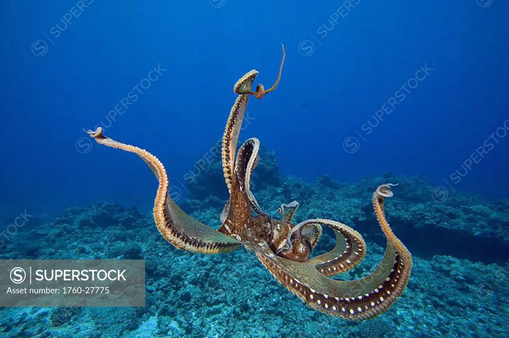 Hawaii, Day octopus Octopus cyanea tentacles outstretched over reef