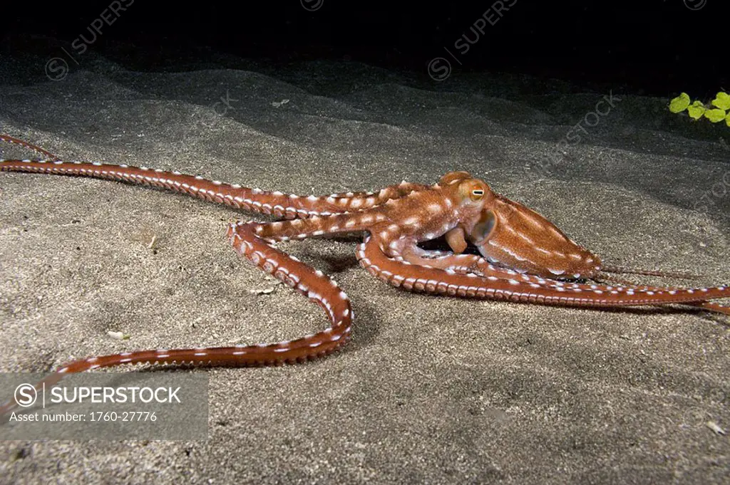 Hawaii, Ornate or night octopus Octopus ornatus, tentacles outstretched over sandy seafloor