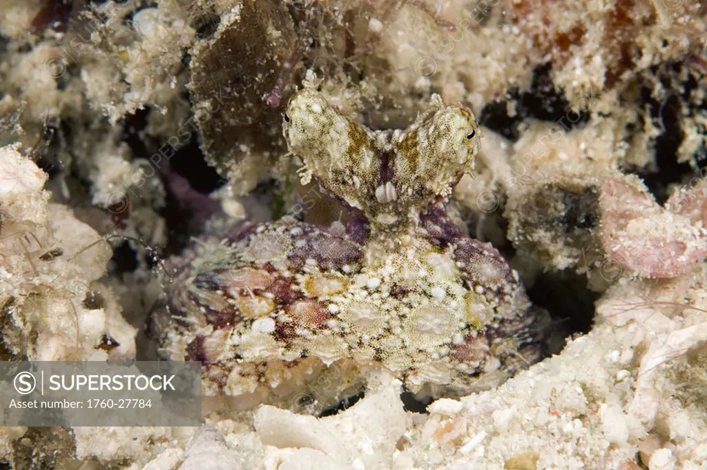Malaysia, A juvenile veined octopus Octopus marginatus blending into the coral