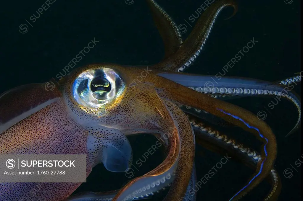 Indonesia, Banda Sea, Banda Niera Island, Reef squid sepioteuthis lessonia at night