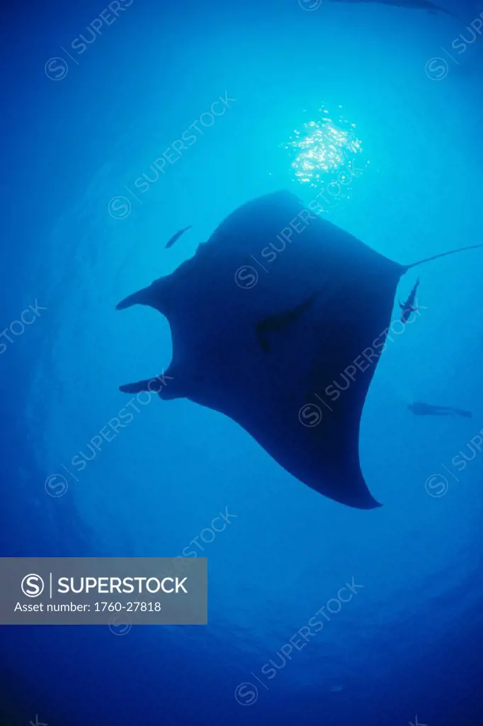 Mexico, San Benidicto Isle, manta ray (Manta birostris) diver @ surface, silhouetted sunburst