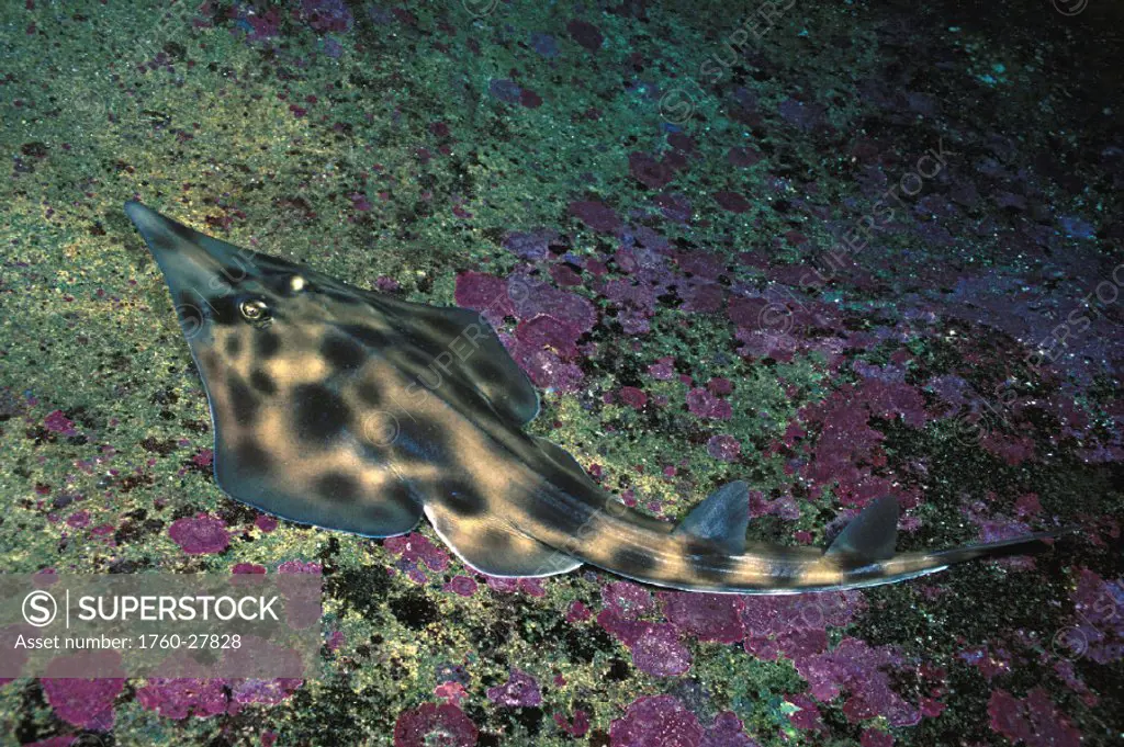 Australia, The Eastern shovelnose ray, Aptychotrema rostrata, is found near shore and in estuaries.