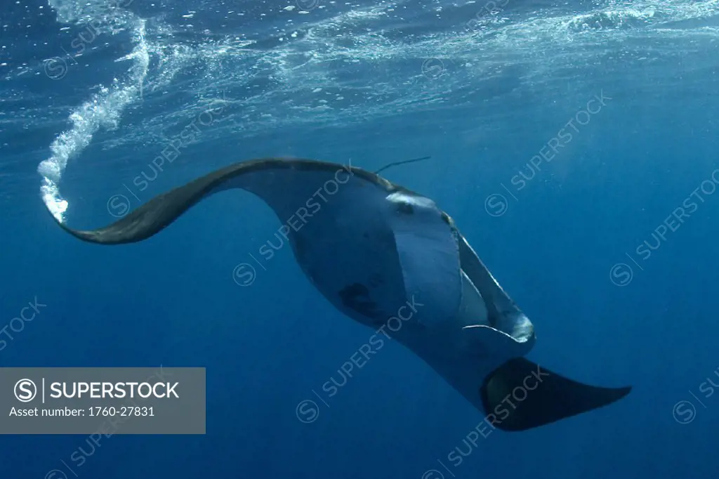 Hawaii, Manta ray underwater near surface of the ocean