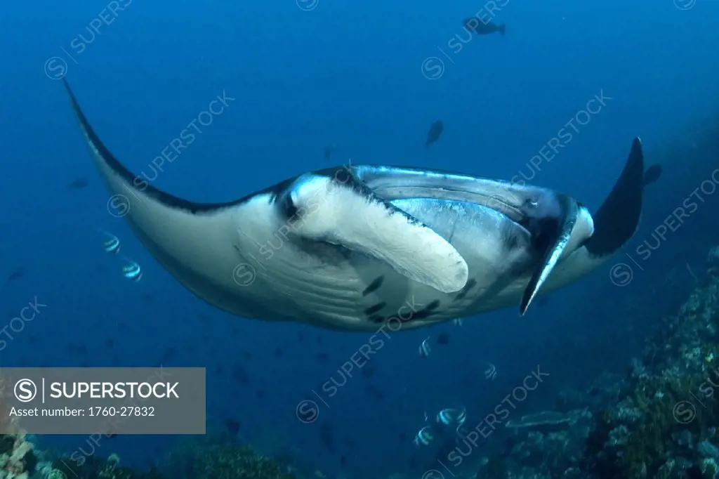 Indonesia, Komodo, Manta ray underwater near reef and fish