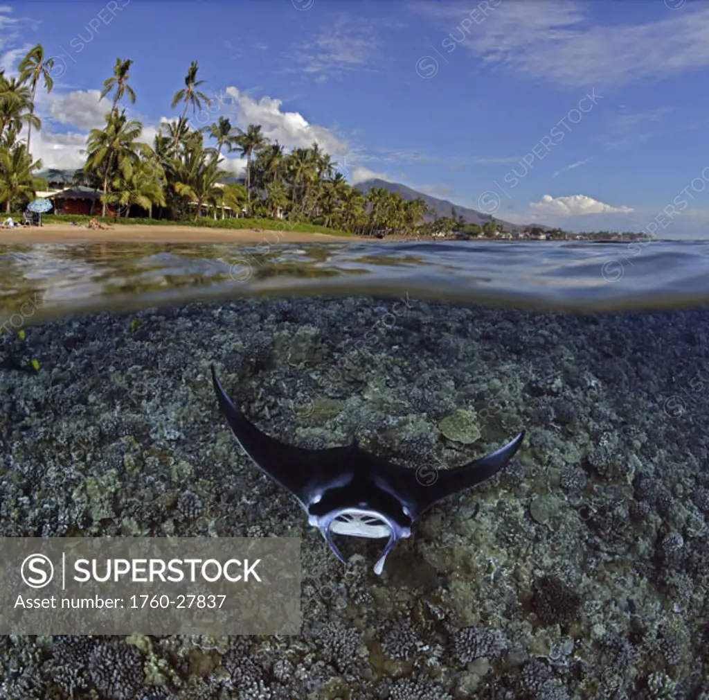 Hawaii, Maui, Split image of manta ray (Manta birostris) swimming above coral and tropical island scene DC