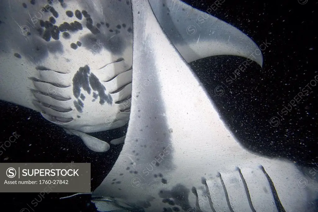 Hawaii, Kona Coast, Famous Manta ray night dive, two manta ray Manta birostris intersect as they feed on plankton